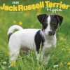 2025 BrownTrout Jack Russell Terrier Puppies 12" x 12" Monthly Wall Calendar (9781975477226)