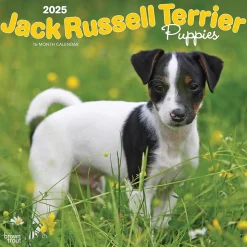 2025 BrownTrout Jack Russell Terrier Puppies 12" x 12" Monthly Wall Calendar (9781975477226)