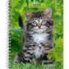 2025 BrownTrout Kittens 6" x 7.75" Weekly Engagement Planner, Paper Cover, Multicolored (9781975473136)