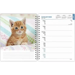 2025 BrownTrout Kittens 6