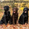 2025 BrownTrout Labrador Retrievers 12" x 12" Monthly Wall Calendar (9781975477332)