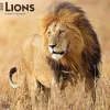 2025 BrownTrout Lions 12" x 12" Monthly Wall Calendar (9781975476458)