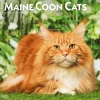 2025 BrownTrout Maine Coon Cats 12" x 24" Monthly Square Wall Calendar, (9781975477387)