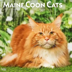 2025 BrownTrout Maine Coon Cats 12" x 24" Monthly Square Wall Calendar, (9781975477387)