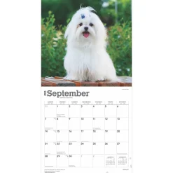 2025 BrownTrout Maltese 12