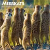 2025 BrownTrout Meerkats 12" x 12" Monthly Square Wall Calendar (9781975475215)