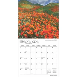 2025 BrownTrout Mountain Wildflowers 12