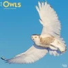 2025 BrownTrout Owls 12" x 12" Monthly Wall Calendar (9781975477509)