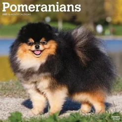 2025 BrownTrout Pomeranians 12" x 12" Monthly Wall Calendar (9781975477530)