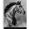 2025 BrownTrout Portrait Series: The Noble Horse 6" x 7.75" Weekly Engagement Planner, Paper Cover, Multicolored (9781975473228)