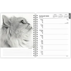 2025 BrownTrout Portrait Series: The Regal Cat 6