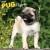 2025 BrownTrout Pug Puppies 12" x 12" Monthly Wall Calendar (9781975477561)