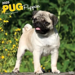 2025 BrownTrout Pug Puppies 12" x 12" Monthly Wall Calendar (9781975477561)