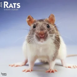 2025 BrownTrout Rats 12" x 12" Monthly Wall Calendar (9781975477615)