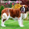 2025 BrownTrout Saint Bernards 12" x 24" Monthly Square Wall Calendar (9781975477653)