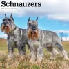 2025 BrownTrout Schnauzers 12" x 24" Monthly Square Wall Calendar (9781975477677)