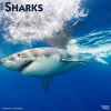 2025 BrownTrout Sharks 12" x 12" Monthly Square Wall Calendar (9781975475697)
