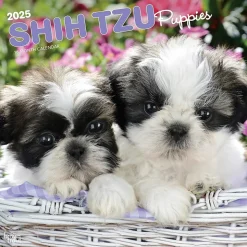2025 BrownTrout Shih Tzu Puppies 12" x 24" Monthly Square Wall Calendar, (9781975477752)