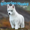 2025 BrownTrout Siberian Husky Puppies 12" x 12" Monthly Wall Calendar (9781975477783)