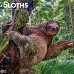 2025 BrownTrout Sloths 12" x 12" Monthly Square Wall Calendar (9781975475703)