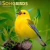 2025 BrownTrout Songbirds 12" x 12" Monthly Square Wall Calendar (9781975477806)