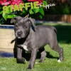 2025 BrownTrout Staffordshire Bull Terriers Puppies 12" x 12" Monthly Square Wall Calendar (9781975475741)