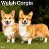 2025 BrownTrout Welsh Corgis 12" x 12" Monthly Wall Calendar (9781975477950)