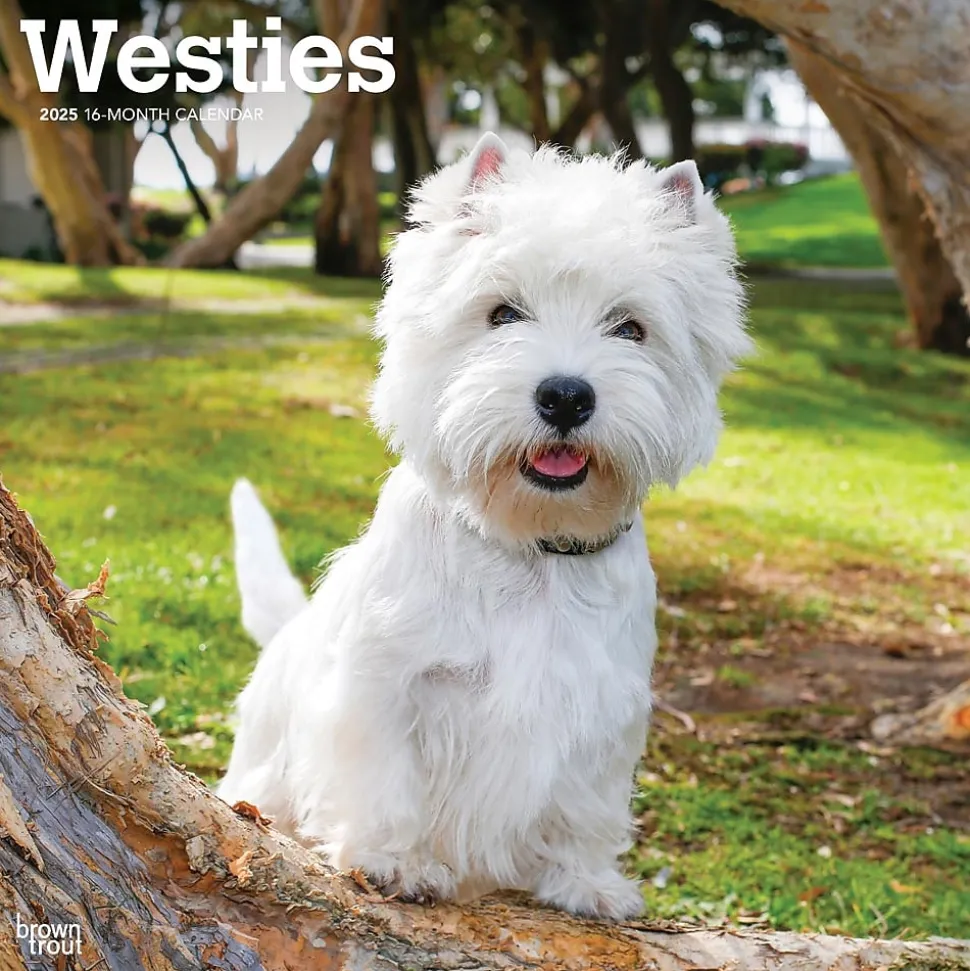 2025 BrownTrout West Highland White Terriers 12" x 12" Monthly Wall Calendar (9781975477974)