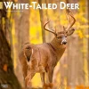 2025 BrownTrout White Tailed Deer 12" x 12" Monthly Wall Calendar (9781975477998)