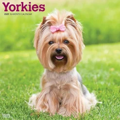 2025 BrownTrout Yorkshire Terriers 12" x 12" Monthly Wall Calendar (9781975478001)