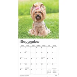 2025 BrownTrout Yorkshire Terriers 12