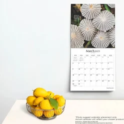 2025 Brush Dance Magic Mushrooms 12