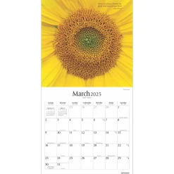 2025 Brush Dance Symmetry 12