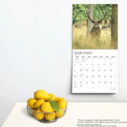 2025 Plato Monster Bucks 12