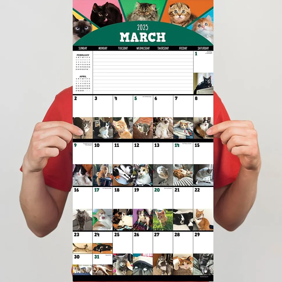 2025 TF Publishing 12" x 12" Cat-A-Day Wall Calendar (25-1002)