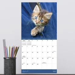 2025 TF Publishing Kittens 7