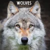 2025 TF Publishing Wolves 12" x 12" Monthly Wall Calendar (25-1035)