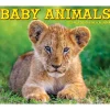 2025 Willow Creek Baby Animals 6.2" x 5.4" Daily Desk Calendar (40607)