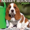 2025 Willow Creek Basset Hound Puppies 12" x 12" Yearly Wall Calendar (41598)