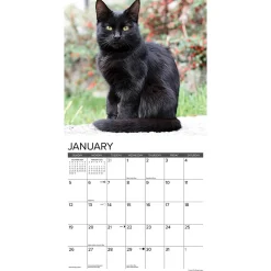 2025 Willow Creek Black Cats 12