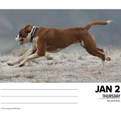 2025 Willow Creek Boxers 6