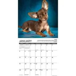 2025 Willow Creek Chihuahua Rules 12