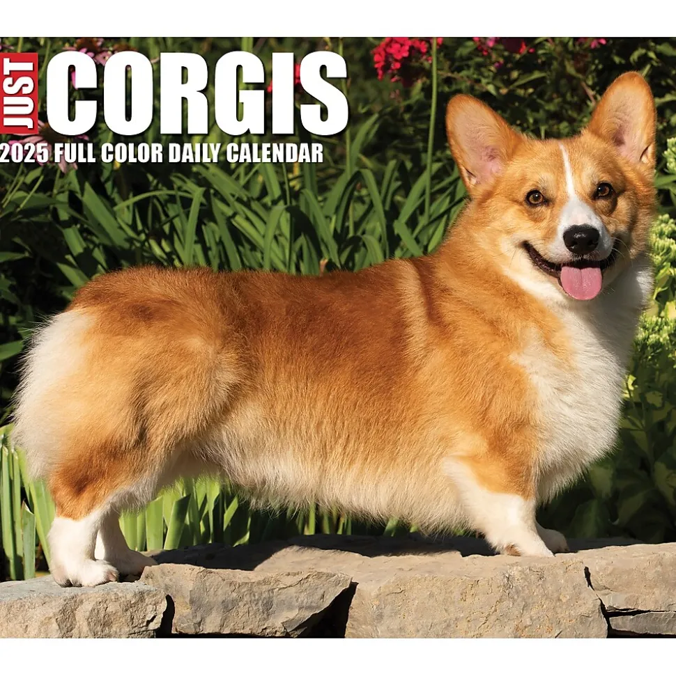 2025 Willow Creek Corgis (Dogs and Puppies) 6" x 5.5" Day-to-Day Calendar, Multicolor (40751)