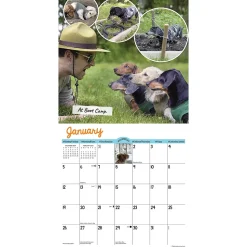 2025 Willow Creek Crusoe the Celebrity Dachshund 12