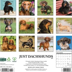 2025 Willow Creek Dachshunds 12" x 12" Monthly Wall Calendar (42663)