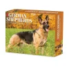 2025 Willow Creek German Shepherds 6" x 5.5" Day-to-Day Calendar, Multicolor (40843)