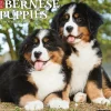 2025 Willow Creek Just Bernese Mountain Puppies 12" x 12" Monthly Wall Calendar (41703)