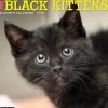 2025 Willow Creek Just Black Kittens 12" x 12" Monthly Wall Calendar, Multicolor (41840)