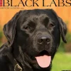 2025 Willow Creek Just Black Labs 12" x 12" Monthly Wall Calendar, Multicolor (41864)