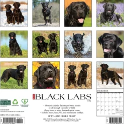 2025 Willow Creek Just Black Labs 12" x 12" Monthly Wall Calendar, Multicolor (41864)